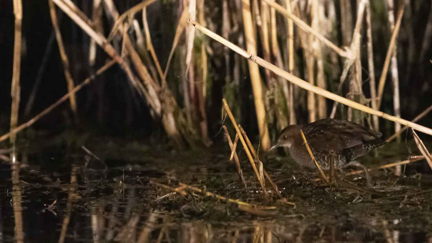 Baillon's Crake
